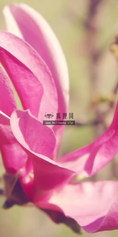 【13097】植物壁纸  2K 高清壁纸2560_1600@青蛙壁纸-笨猫小站