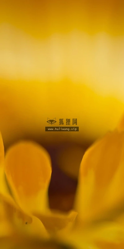 【13098】植物壁纸  2K 高清壁纸2560_1600@青蛙壁纸-笨猫小站