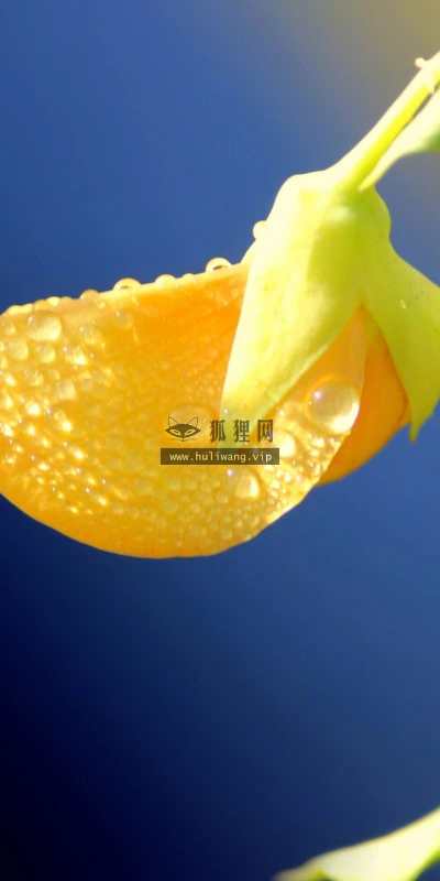 【13099】植物壁纸  2K 高清壁纸2560_1600@青蛙壁纸-笨猫小站