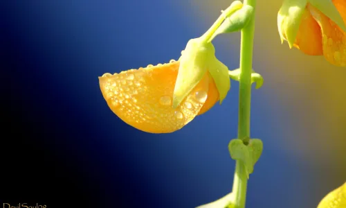 【13099】植物壁纸  2K 高清壁纸2560_1600@青蛙壁纸-笨猫小站