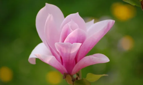 【13101】植物壁纸  2K 高清壁纸2560_1600@青蛙壁纸-笨猫小站