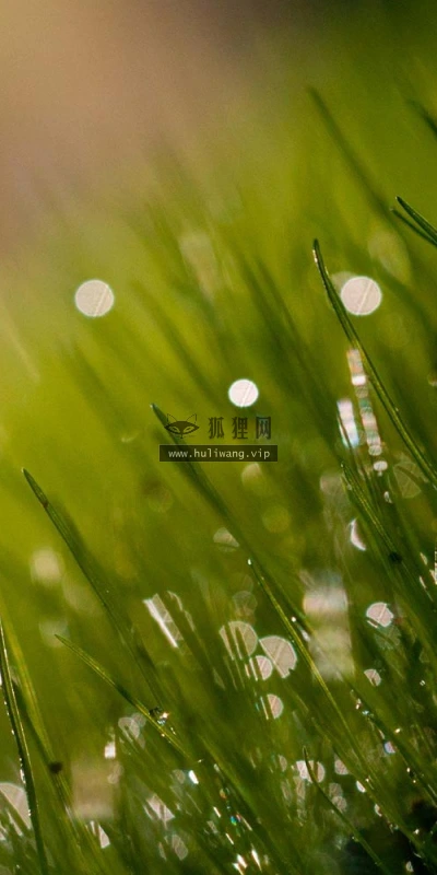 【13102】植物壁纸  2K 高清壁纸2560_1600@青蛙壁纸-笨猫小站