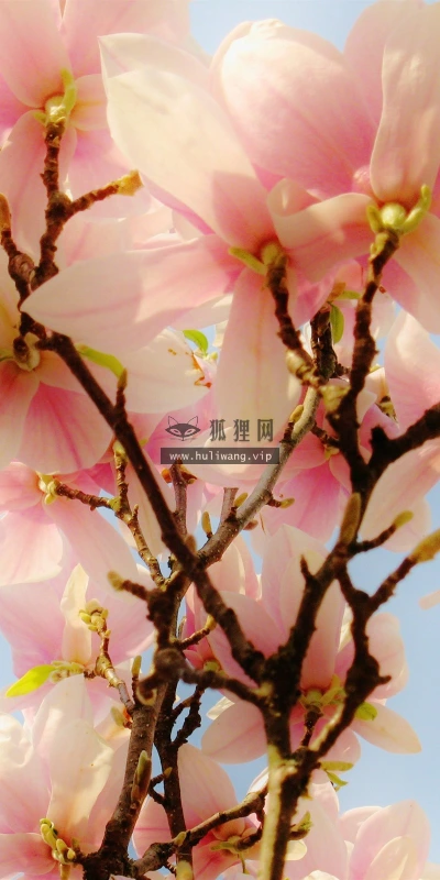 【13103】植物壁纸  2K 高清壁纸2560_1600@青蛙壁纸-笨猫小站