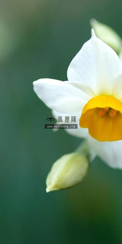 【13104】植物壁纸  2K 高清壁纸2560_1600@青蛙壁纸-笨猫小站