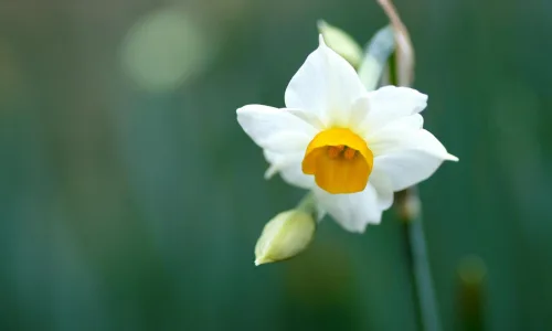 【13104】植物壁纸  2K 高清壁纸2560_1600@青蛙壁纸-笨猫小站