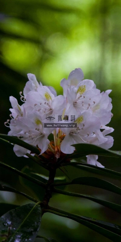 【13106】植物壁纸  2K 高清壁纸2560_1600@青蛙壁纸-笨猫小站