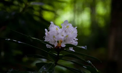 【13106】植物壁纸  2K 高清壁纸2560_1600@青蛙壁纸-笨猫小站
