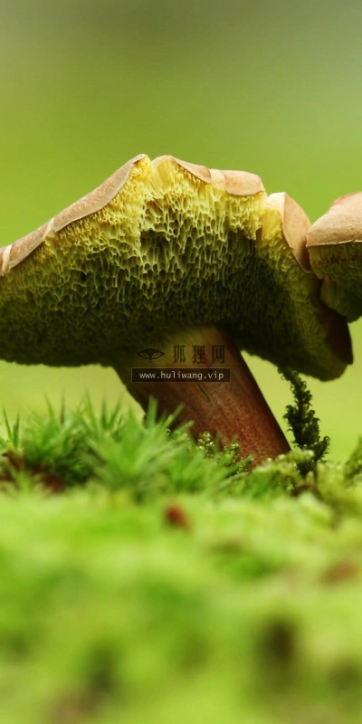 【13107】植物壁纸  2K 高清壁纸2560_1600@青蛙壁纸-笨猫小站