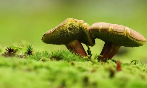 【13107】植物壁纸  2K 高清壁纸2560_1600@青蛙壁纸-笨猫小站