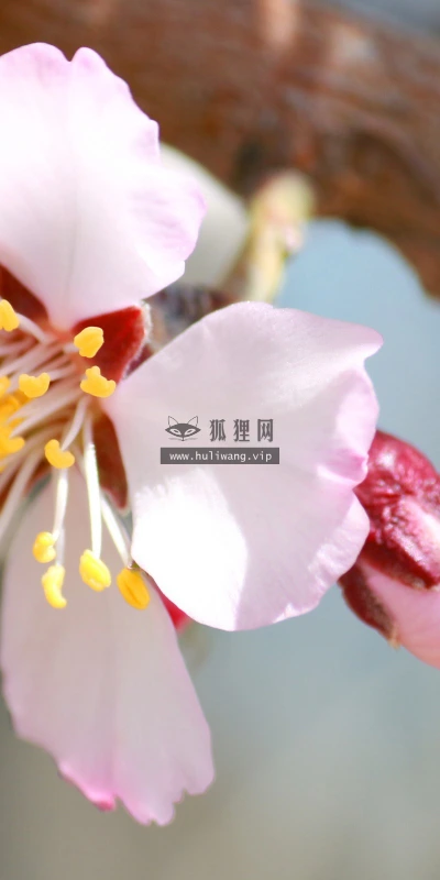 【13108】植物壁纸  2K 高清壁纸2560_1600@青蛙壁纸-笨猫小站