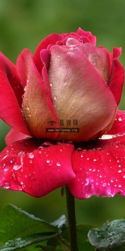 【13109】植物壁纸  2K 高清壁纸2560_1600@青蛙壁纸-笨猫小站