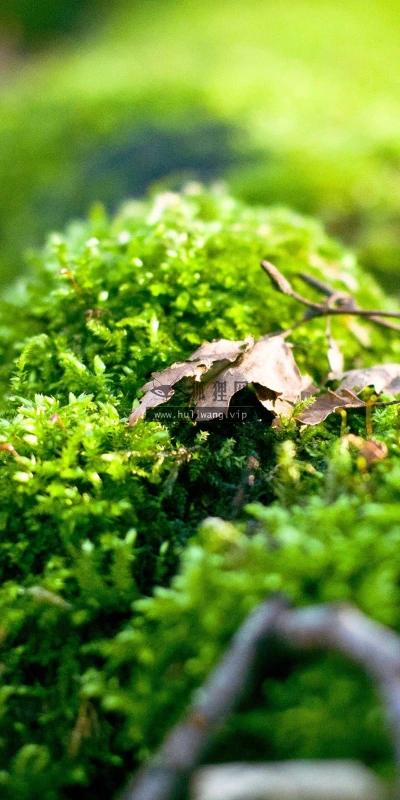【13110】植物壁纸  2K 高清壁纸2560_1600@青蛙壁纸-笨猫小站