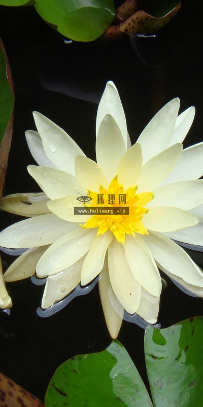 【13111】植物壁纸 2K 高清壁纸2560_1600@青蛙壁纸-笨猫小站