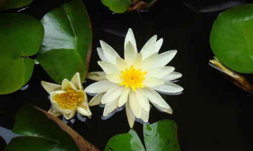 【13111】植物壁纸  2K 高清壁纸2560_1600@青蛙壁纸-笨猫小站