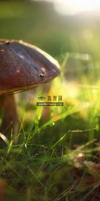 【13114】植物壁纸  2K 高清壁纸2560_1600@青蛙壁纸-笨猫小站