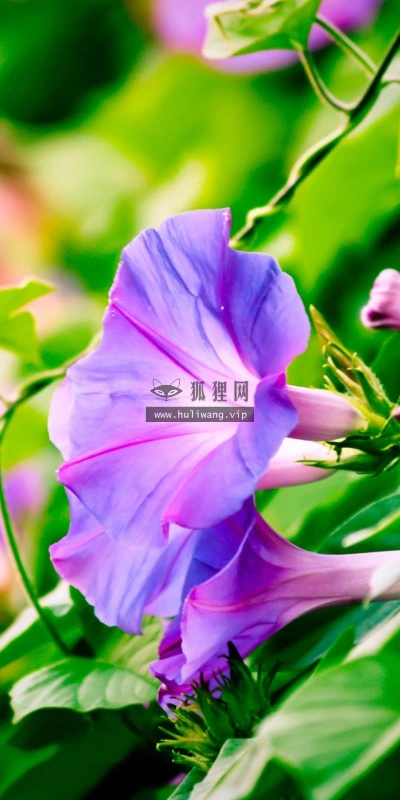 【13115】植物壁纸  2K 高清壁纸2560_1600@青蛙壁纸-笨猫小站