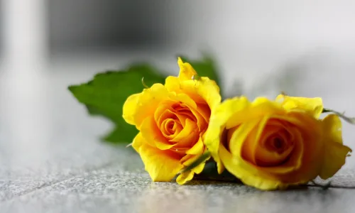 【13116】植物壁纸  2K 高清壁纸2560_1600@青蛙壁纸-笨猫小站