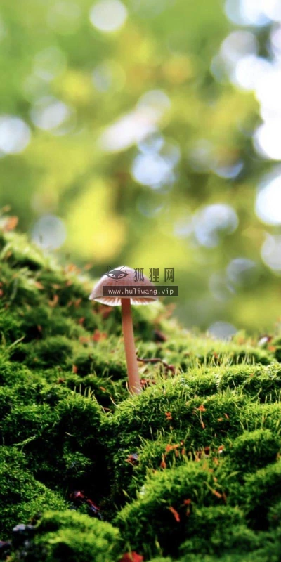 【13118】植物壁纸  2K 高清壁纸2560_1600@青蛙壁纸-笨猫小站