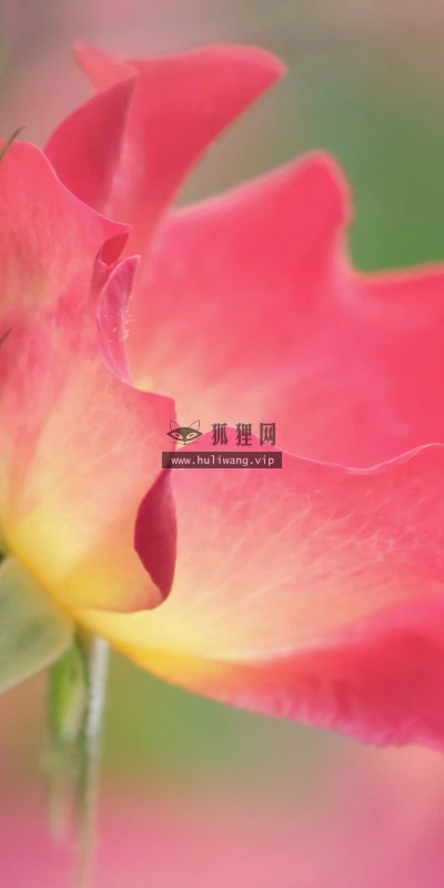 【13120】植物壁纸  2K 高清壁纸2560_1600@青蛙壁纸-笨猫小站