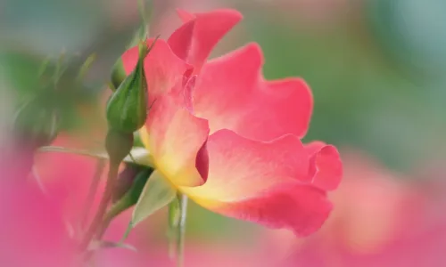 【13120】植物壁纸  2K 高清壁纸2560_1600@青蛙壁纸-笨猫小站