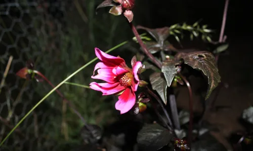 【13121】植物壁纸  2K 高清壁纸2560_1600@青蛙壁纸-笨猫小站