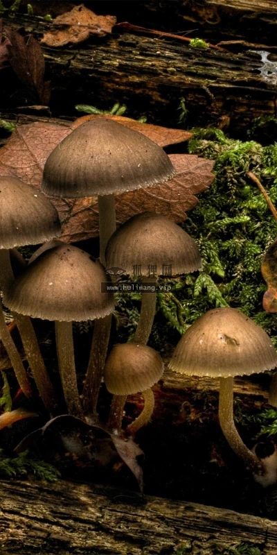【13122】植物壁纸  2K 高清壁纸2560_1600@青蛙壁纸-笨猫小站