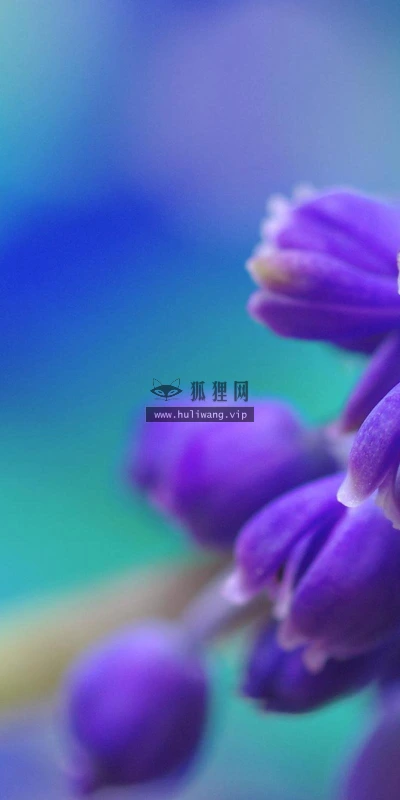 【13124】植物壁纸  2K 高清壁纸2560_1600@青蛙壁纸-笨猫小站