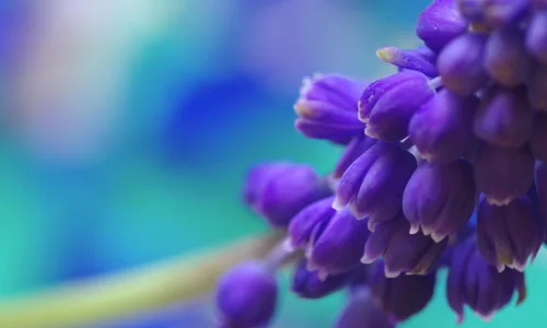 【13124】植物壁纸  2K 高清壁纸2560_1600@青蛙壁纸-笨猫小站