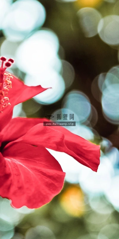【13128】植物壁纸  2K 高清壁纸2560_1600@青蛙壁纸-笨猫小站
