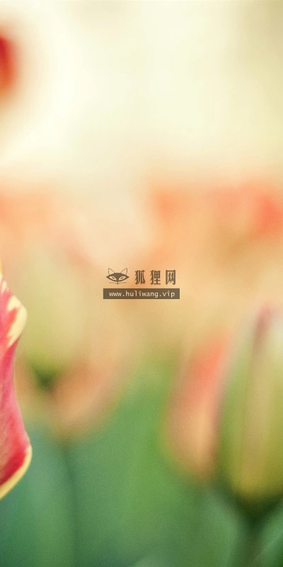 【13129】植物壁纸  2K 高清壁纸2560_1600@青蛙壁纸-笨猫小站