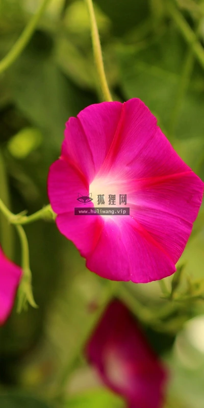 【13130】植物壁纸  2K 高清壁纸2560_1600@青蛙壁纸-笨猫小站