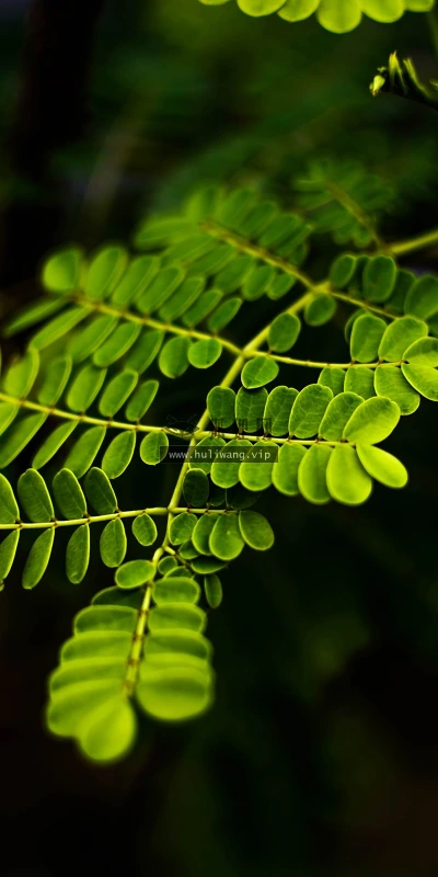 【13132】植物壁纸  2K 高清壁纸2560_1600@青蛙壁纸-笨猫小站