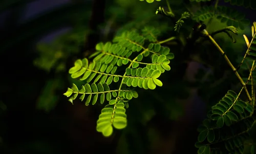 【13132】植物壁纸  2K 高清壁纸2560_1600@青蛙壁纸-笨猫小站