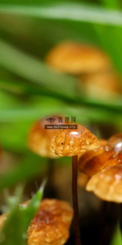 【13133】植物壁纸  2K 高清壁纸2560_1600@青蛙壁纸-笨猫小站