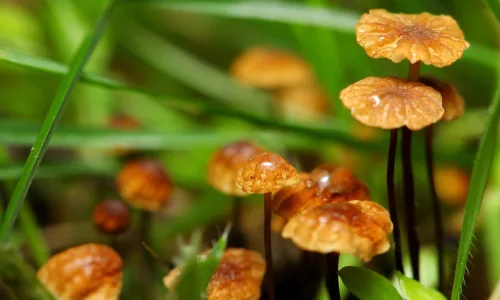 【13133】植物壁纸  2K 高清壁纸2560_1600@青蛙壁纸-笨猫小站