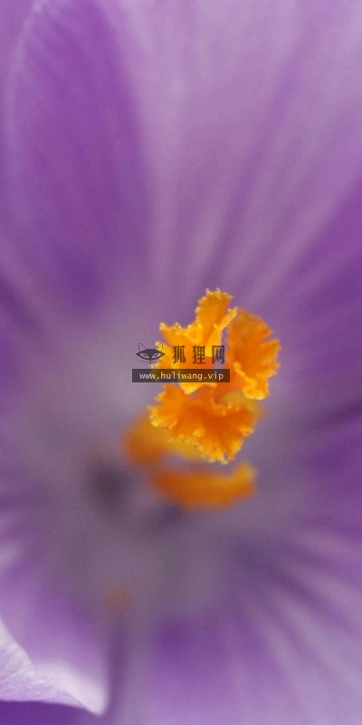 【13135】植物壁纸  2K 高清壁纸2560_1600@青蛙壁纸-笨猫小站