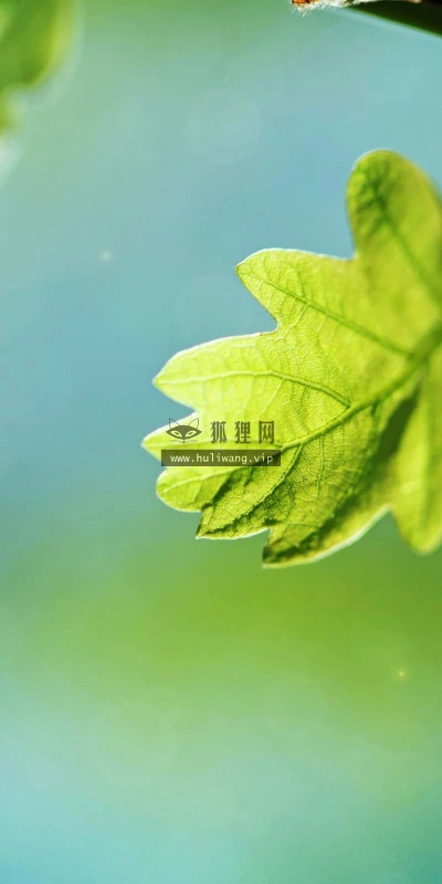 【13138】植物壁纸  2K 高清壁纸2560_1600@青蛙壁纸-笨猫小站