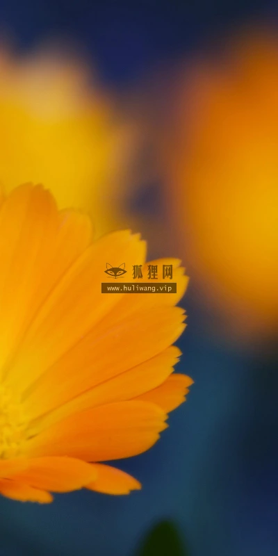 【13139】植物壁纸  2K 高清壁纸2560_1600@青蛙壁纸-笨猫小站