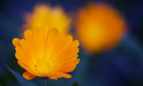 【13139】植物壁纸  2K 高清壁纸2560_1600@青蛙壁纸-笨猫小站
