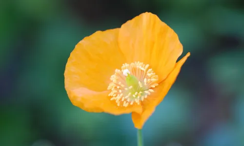 【13141】植物壁纸  2K 高清壁纸2560_1600@青蛙壁纸-笨猫小站