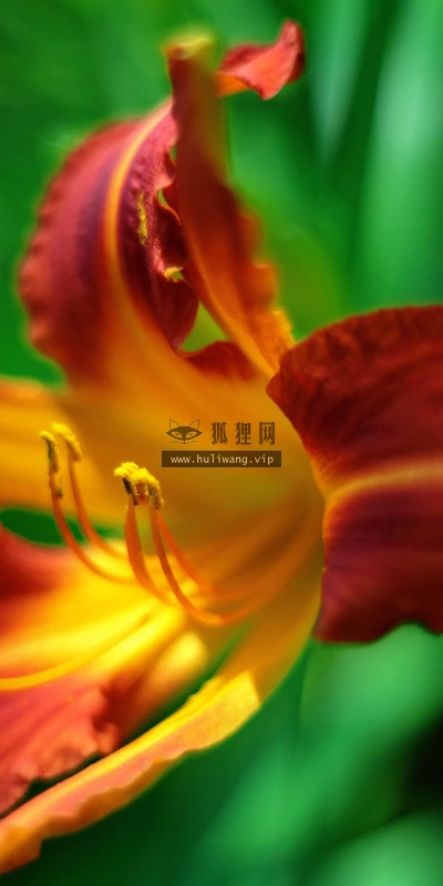 【13143】植物壁纸  2K 高清壁纸2560_1600@青蛙壁纸-笨猫小站