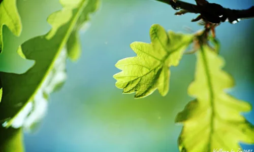 【13144】植物壁纸  2K 高清壁纸2560_1600@青蛙壁纸-笨猫小站