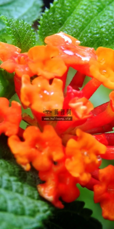 【13145】植物壁纸  2K 高清壁纸2560_1600@青蛙壁纸-笨猫小站