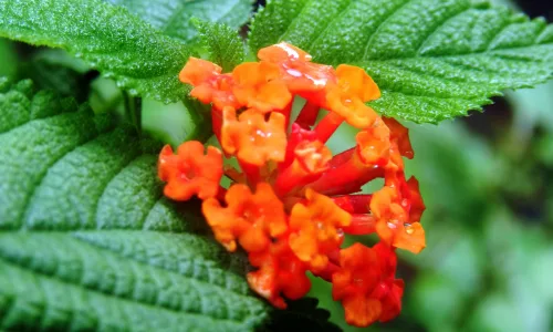 【13145】植物壁纸  2K 高清壁纸2560_1600@青蛙壁纸-笨猫小站