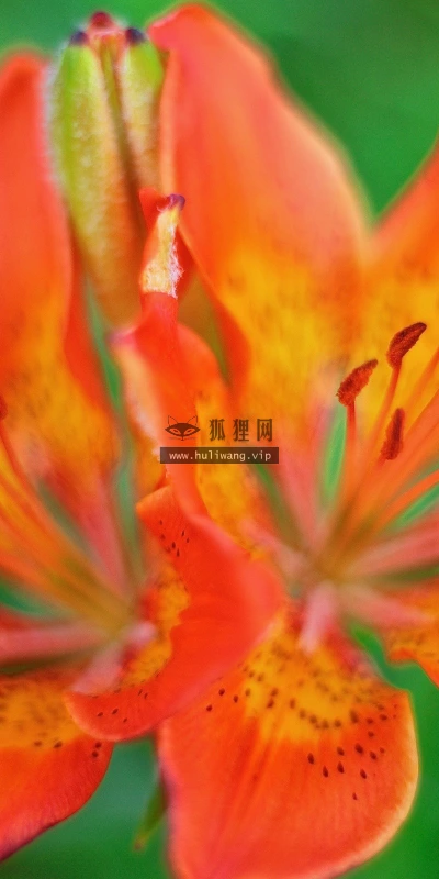 【13146】植物壁纸  2K 高清壁纸2560_1600@青蛙壁纸-笨猫小站