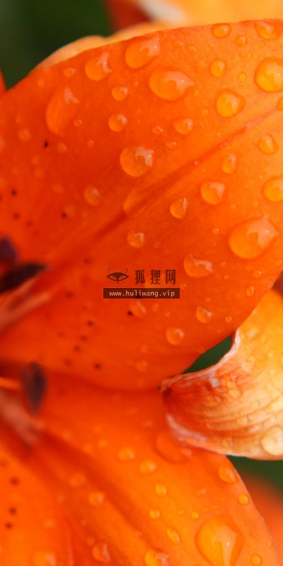 【13147】植物壁纸  2K 高清壁纸2560_1600@青蛙壁纸-笨猫小站