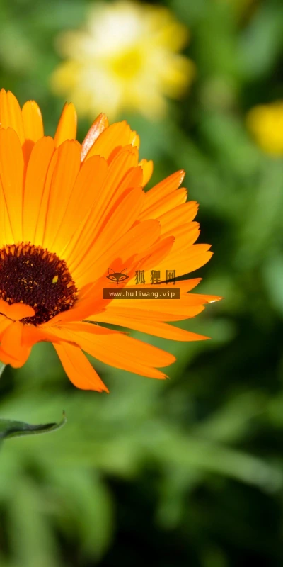 【13149】植物壁纸  2K 高清壁纸2560_1600@青蛙壁纸-笨猫小站