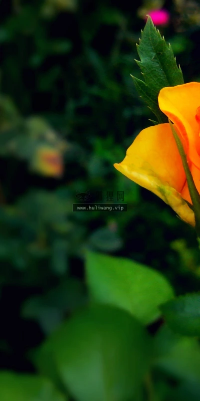 【13152】植物壁纸  2K 高清壁纸2560_1600@青蛙壁纸-笨猫小站