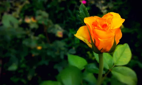 【13152】植物壁纸  2K 高清壁纸2560_1600@青蛙壁纸-笨猫小站