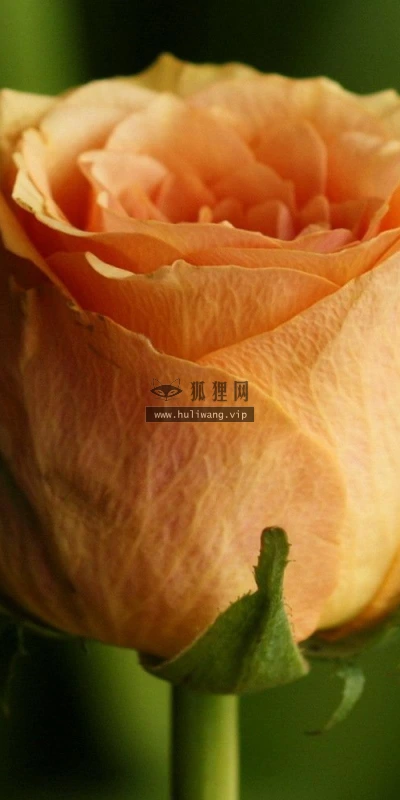 【13154】植物壁纸  2K 高清壁纸2560_1600@青蛙壁纸-笨猫小站